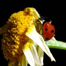 Joaninha (ladybug)